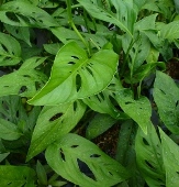 Swiss Cheese Plant, Swiss Cheese Ivy, Window Leaf, Shotgun Ivy, Buckshot Ivy , Monstera adansonii (probably), M. friedrichsthalii